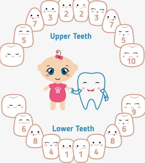 各個牙齒嘅髓腔形態特點