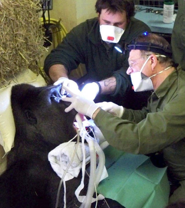 開眼嚕，牙醫都會幫大型動物拔牙架，你有冇見過？