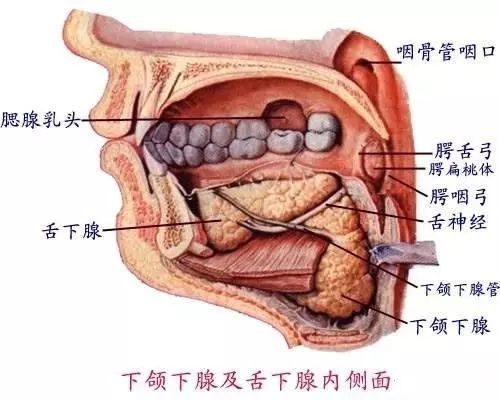 幾張超清口腔解剖圖附加牙齒記憶口訣