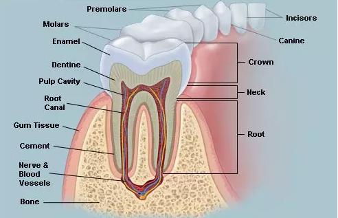 隱形箍牙對牙釉質有不良影響嗎？
