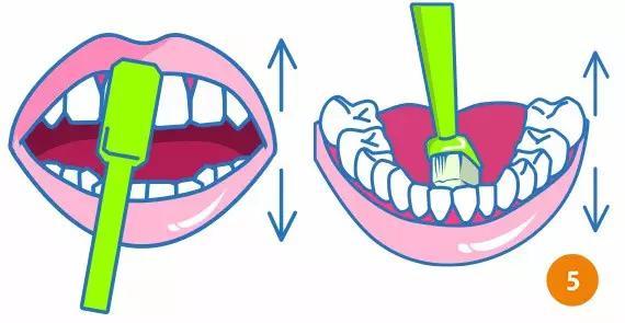 很多人後牙都刷不幹凈！原來需要這樣刷……