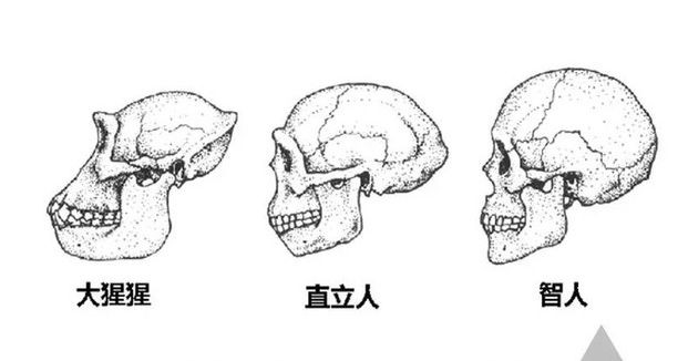 拔牙影響記憶力