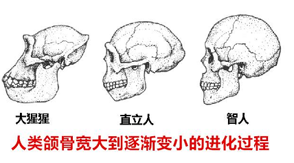 你嘅智齒需要掹除麼?