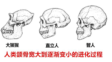 你嘅智齒需要掹除麼？