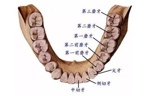 杜牙根點解咁貴？